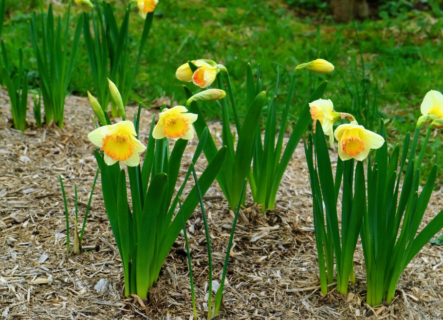 Нарцисс махровый микс