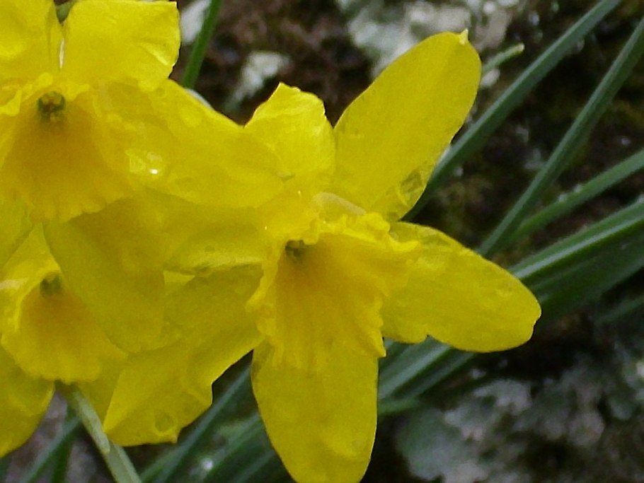 Нарцисс дикий в природе размножение