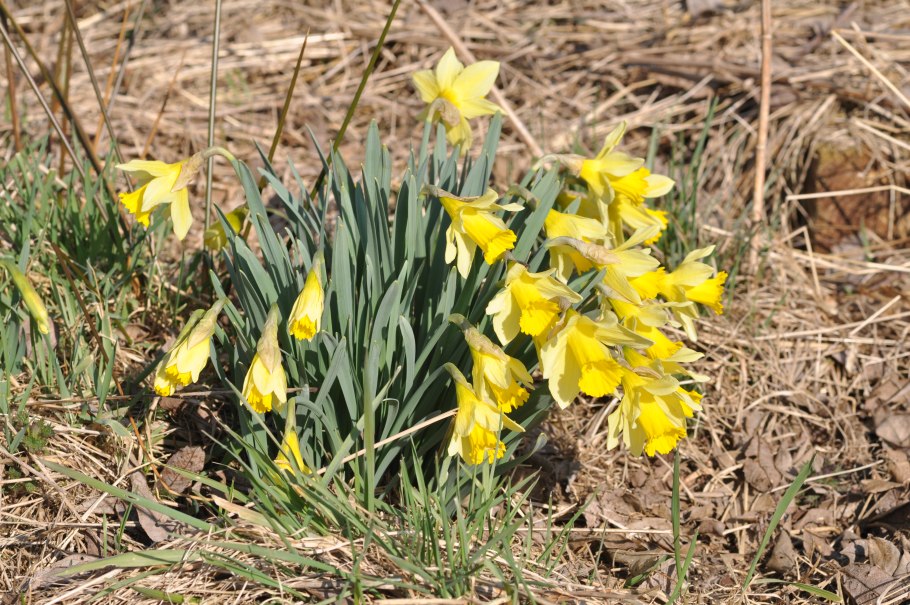 Daffodils on the Bay