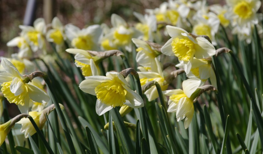 Нарцисс и Подснежник
