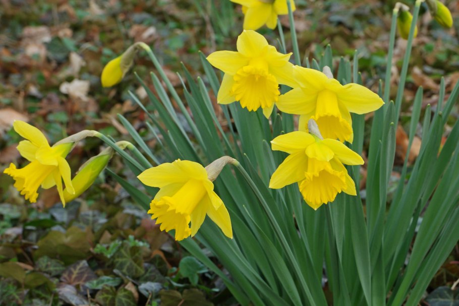 Narcissus pseudonarcissus