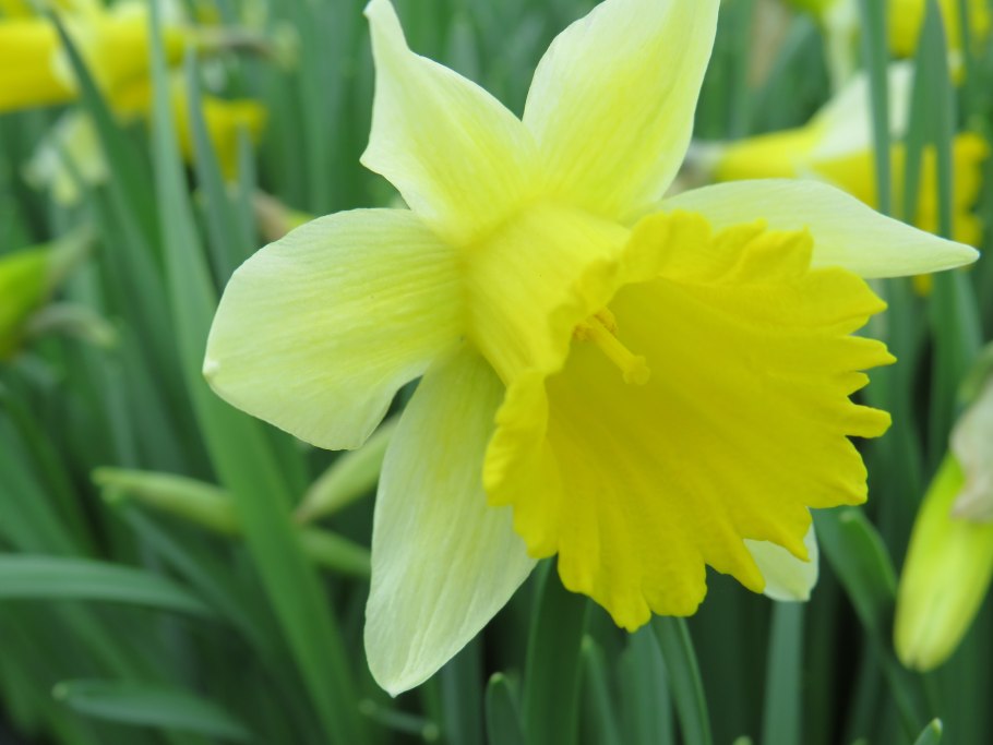 Нарцисс Бульбокодиум