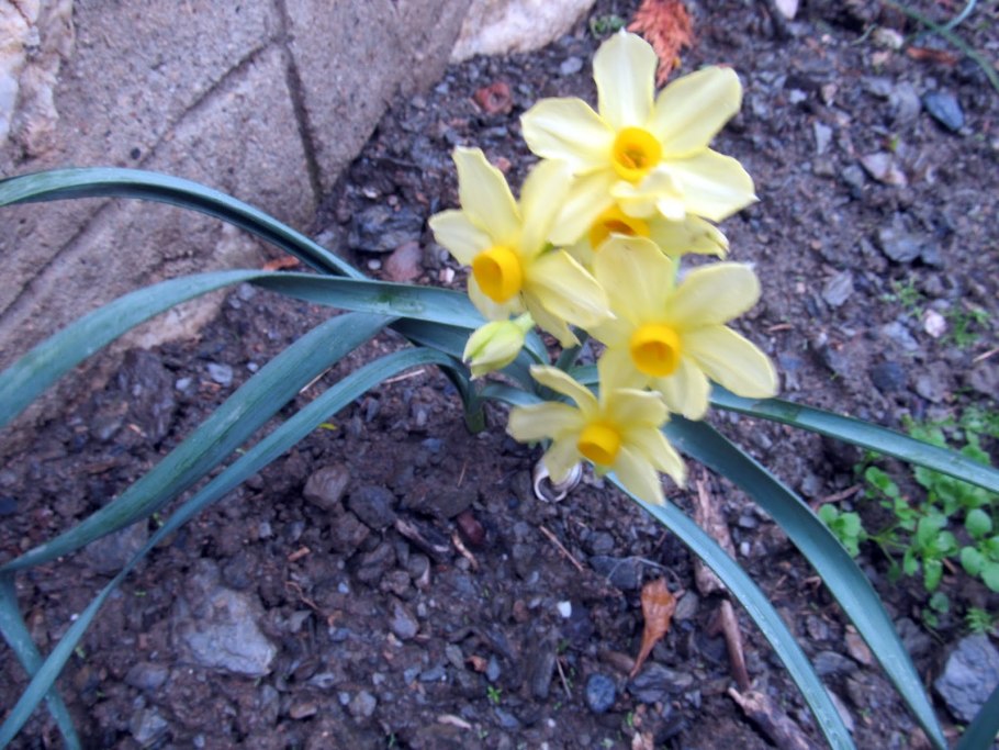 Нарцисс «трампет Еллоу»