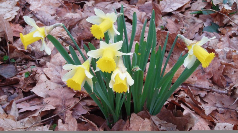 Narcissus pseudonarcissus