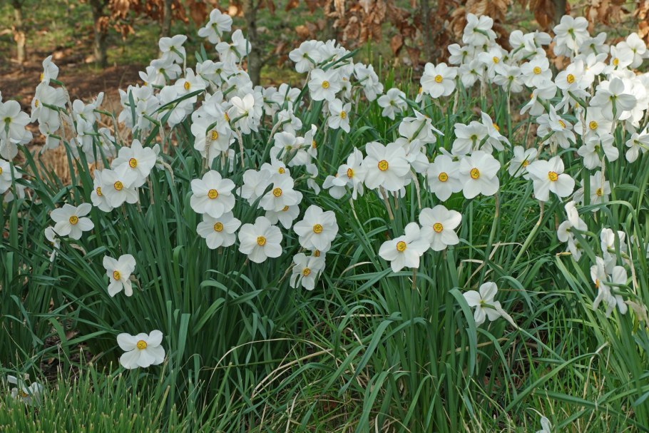 Нарцисс Зарагоза