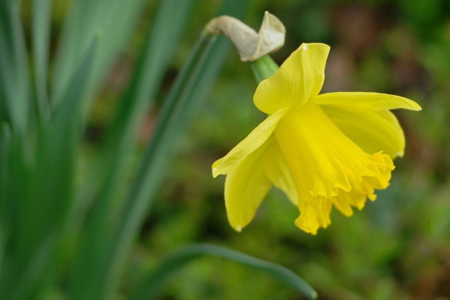 Ложный (Narcissus pseudonarcissus)
