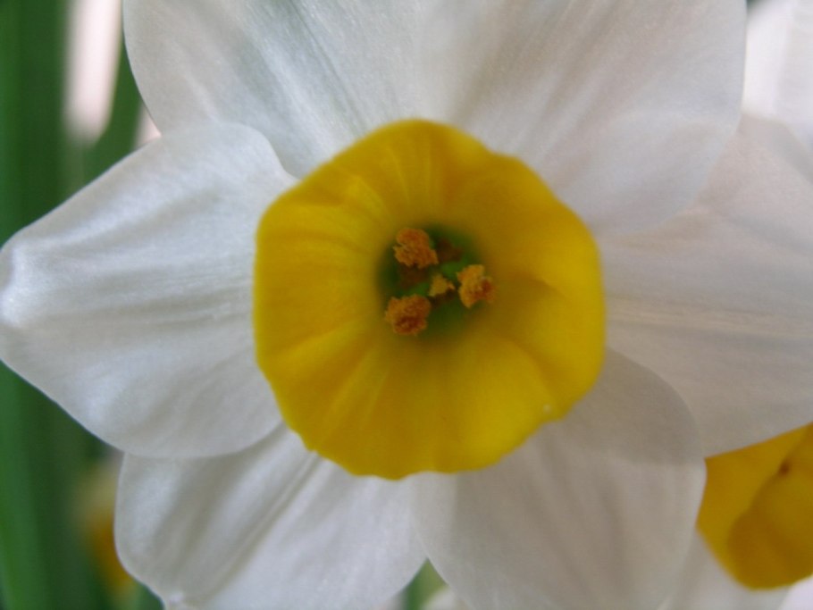 Narcissus flavus