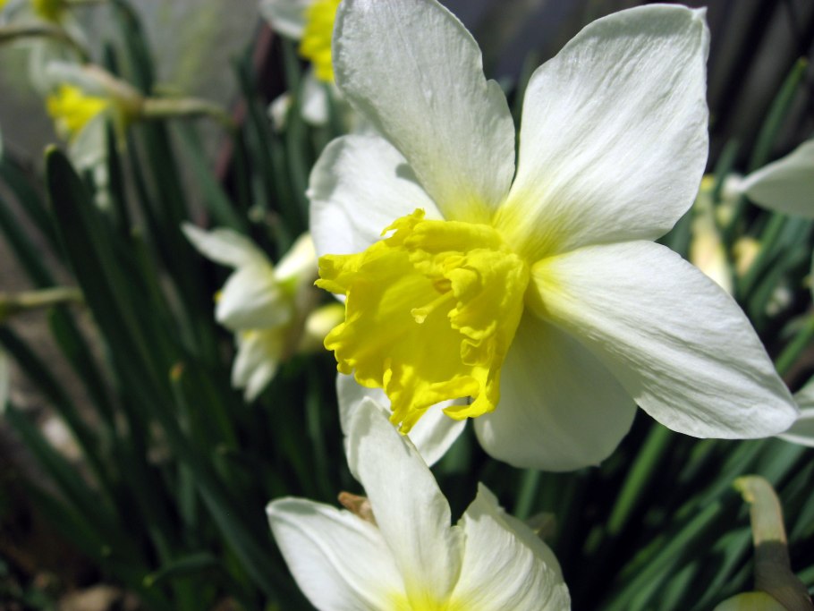 Нарцисс (Narcissus l.)