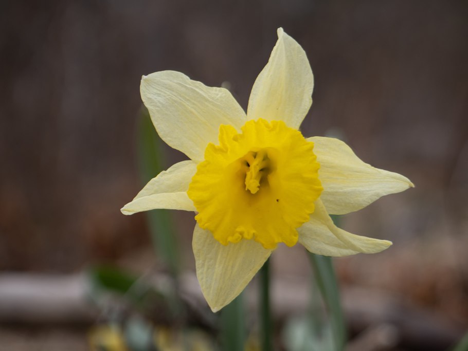 Нарцисс (Narcissus pseudonarcissus)