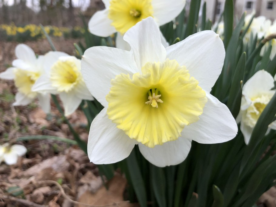 Нарцисс (Narcissus pseudonarcissus)