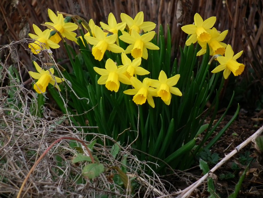 Нарцисс Иша