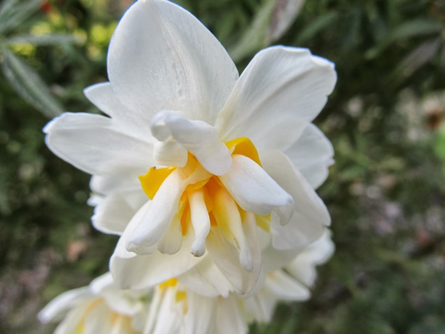 Narcissus tazetta