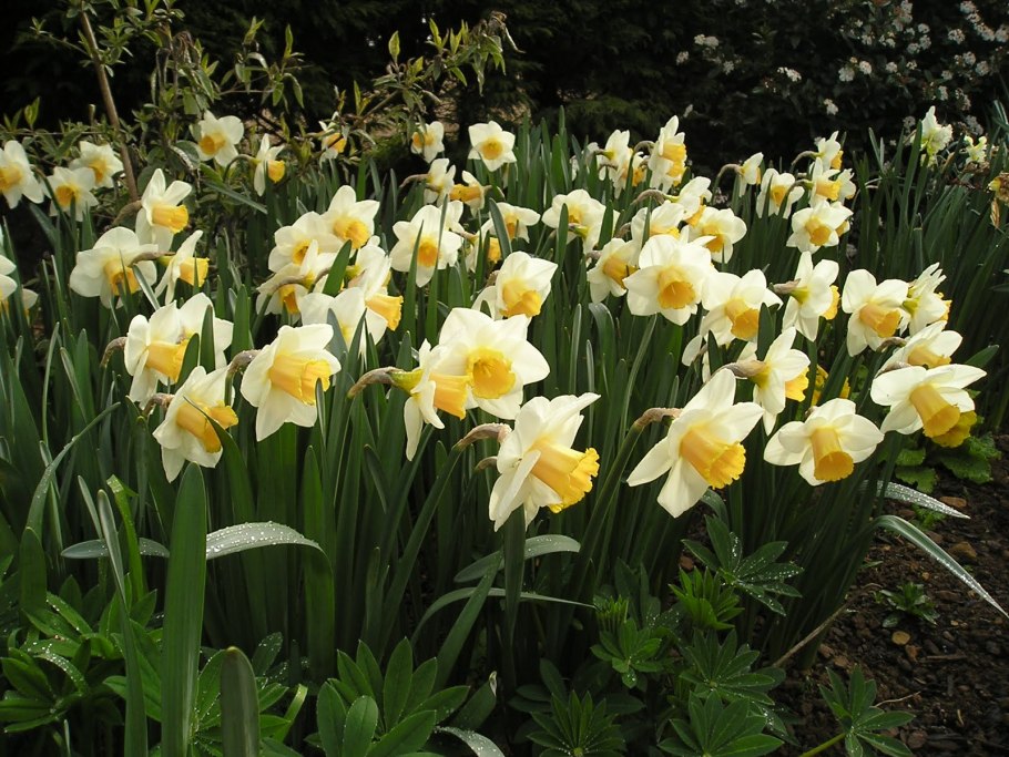 Нарцисс спринг Сан