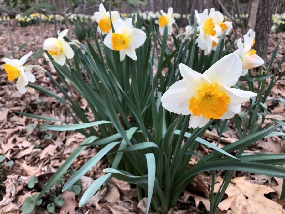 Богданович Нарцисс