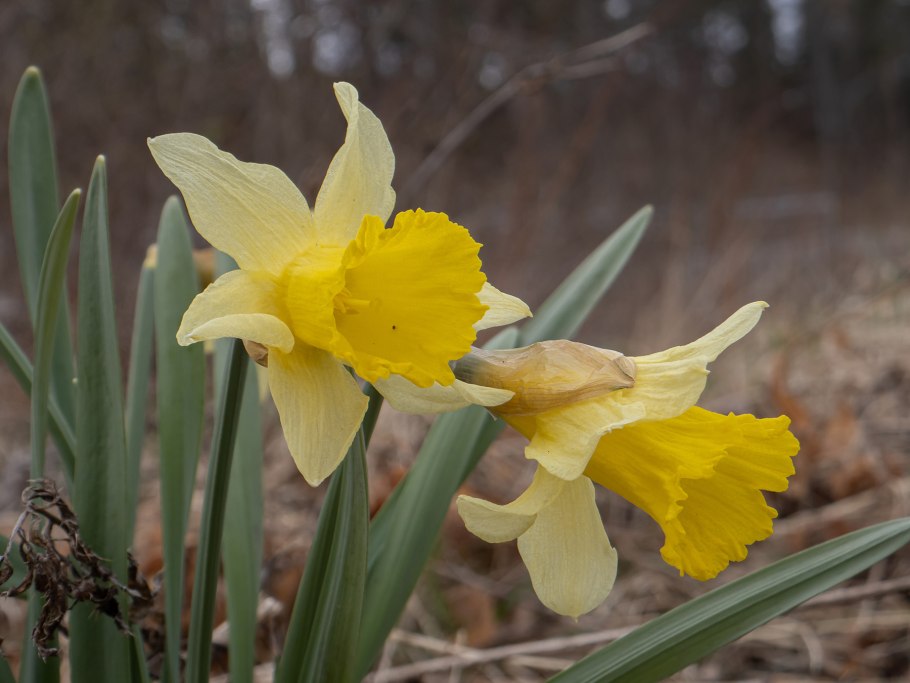 Ложный (Narcissus pseudonarcissus)