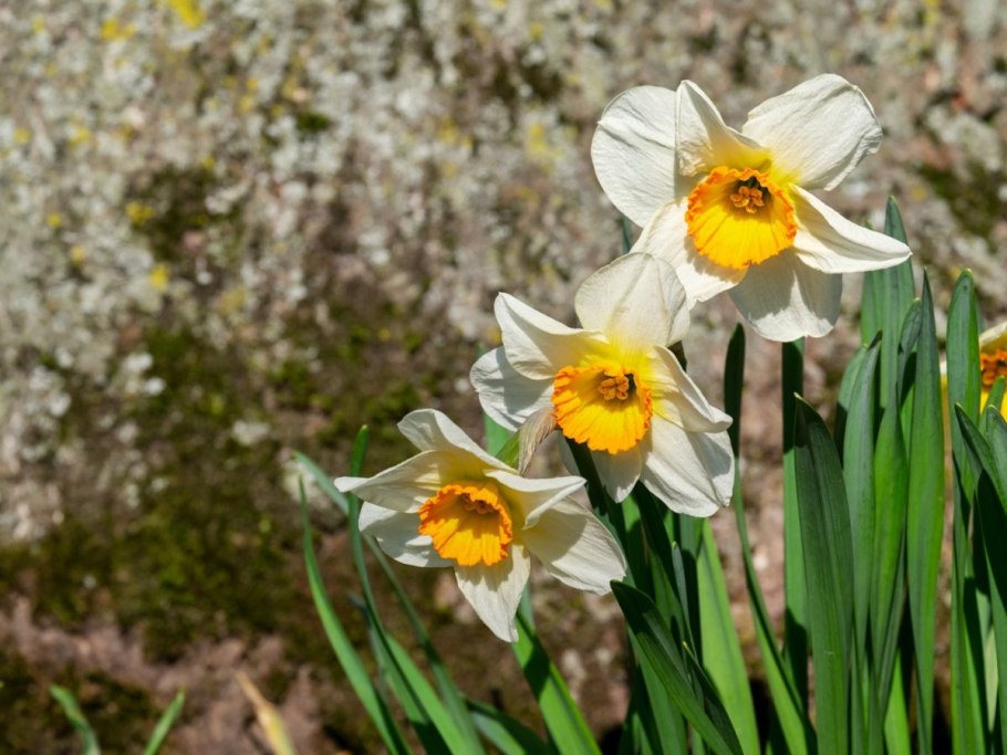 Нарцисс Саломея