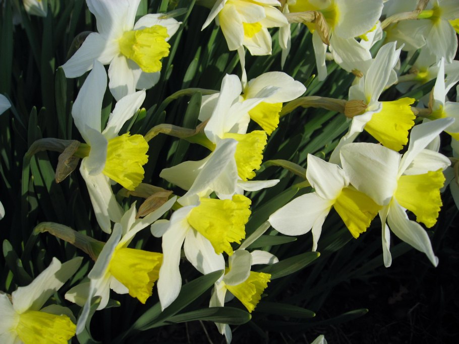 Нарцисс ванилла пич