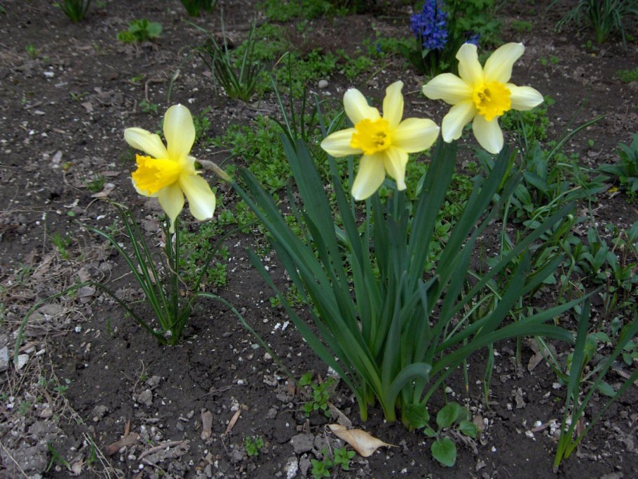 Narcissus pseudonarcissus
