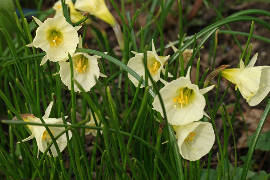 Нарцисс Саронский