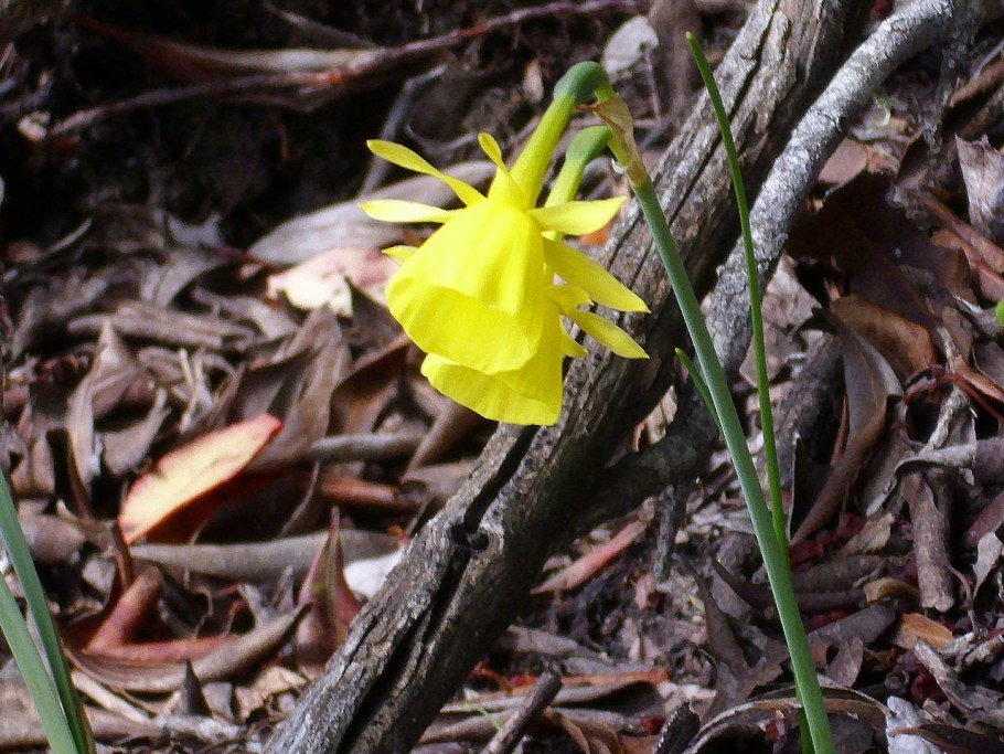 Нарцисс Калифорния