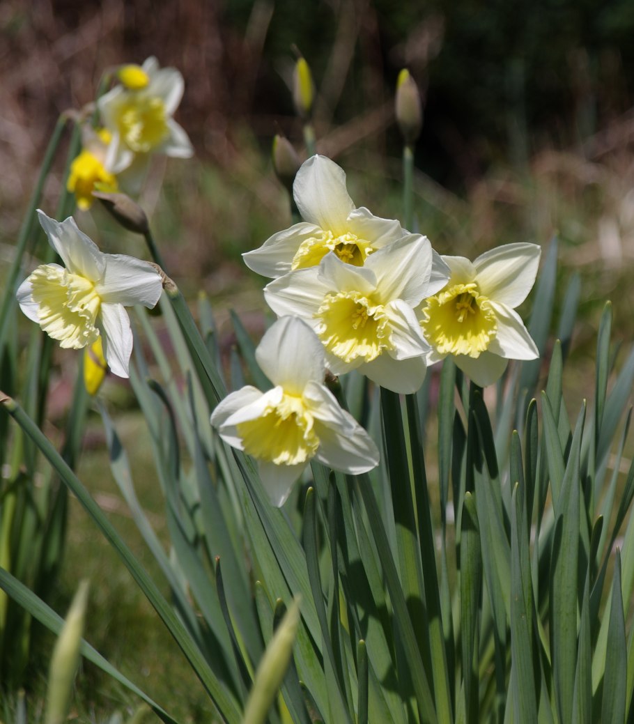 Нарцисс мондрагон