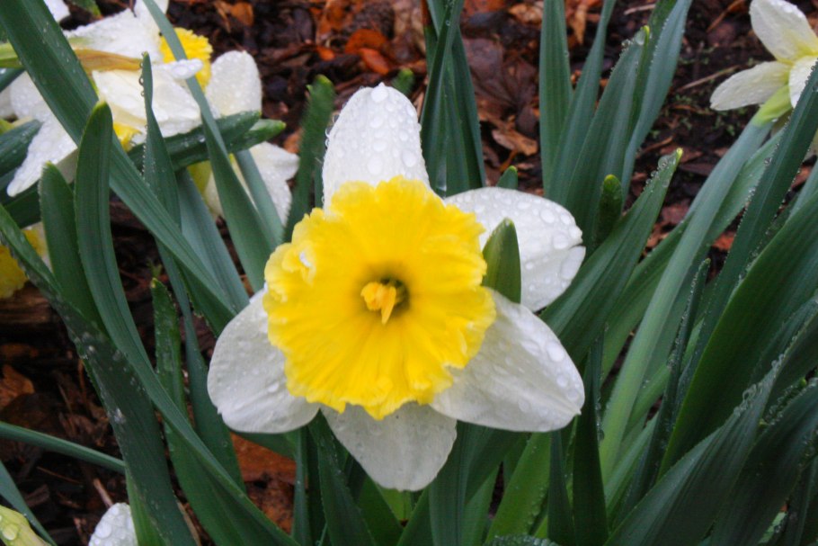 Нарцисс golden rain (1шт.)