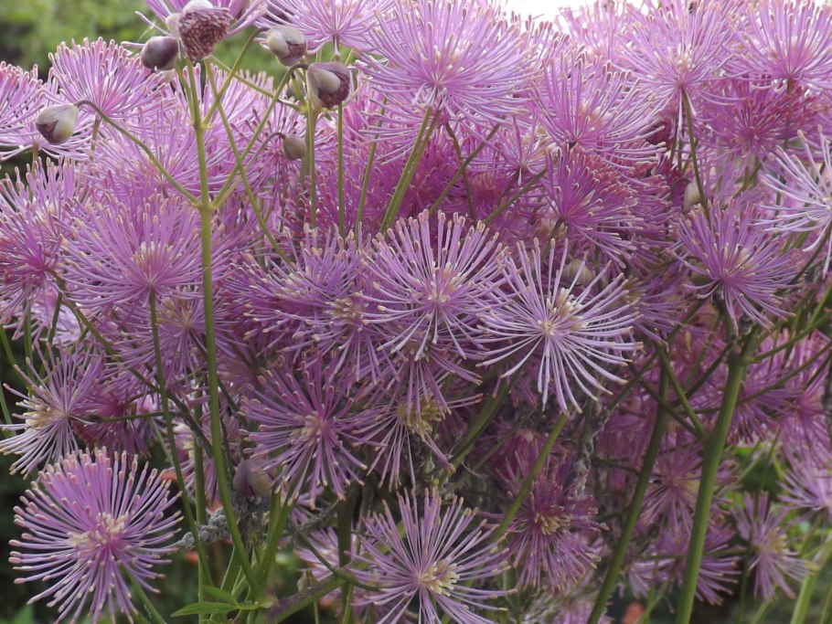 Василистник водосборолистный Thalictrum aquilegifolium