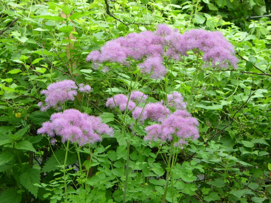 Василистник водосборолистный Thalictrum aquilegifolium