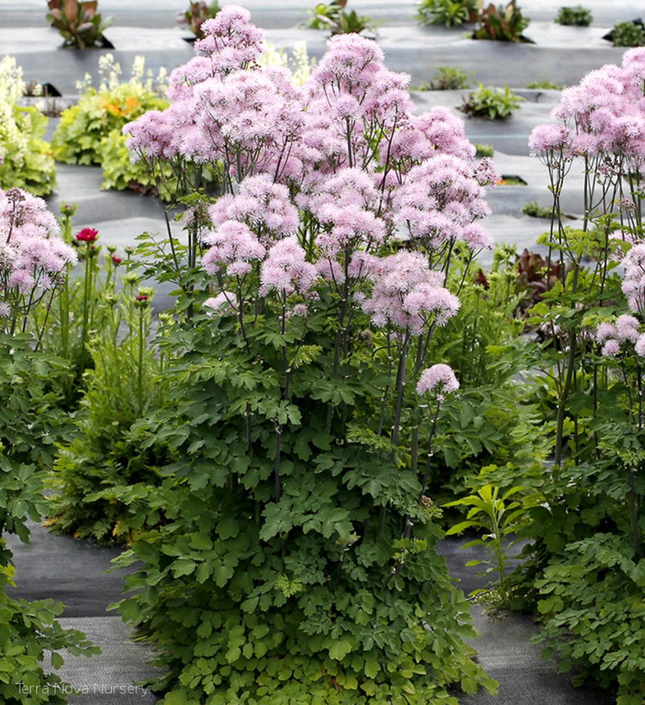 Василистник Nimbus Pink