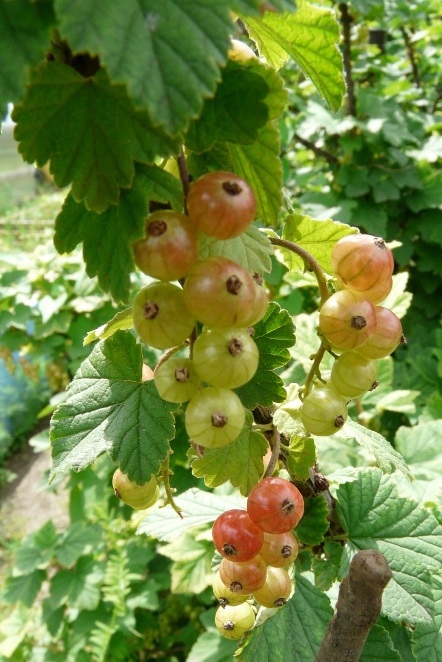 Cassis черная смородина