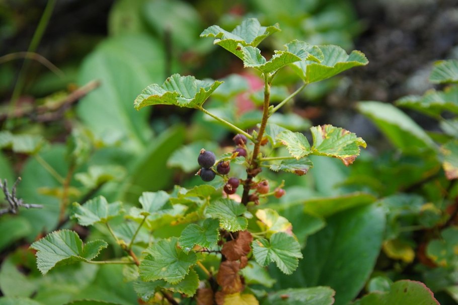 Смородина пахучая