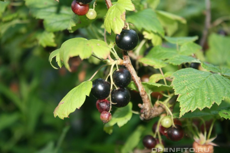 Сорта смородина крыжовник гибрид