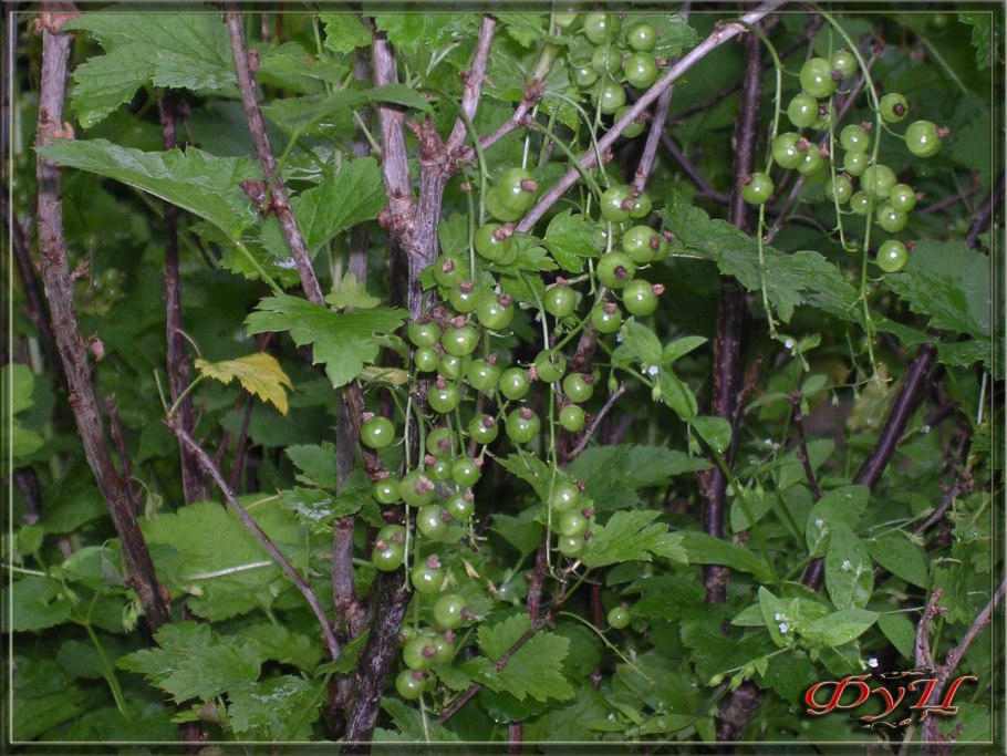 Лесная черная смородина