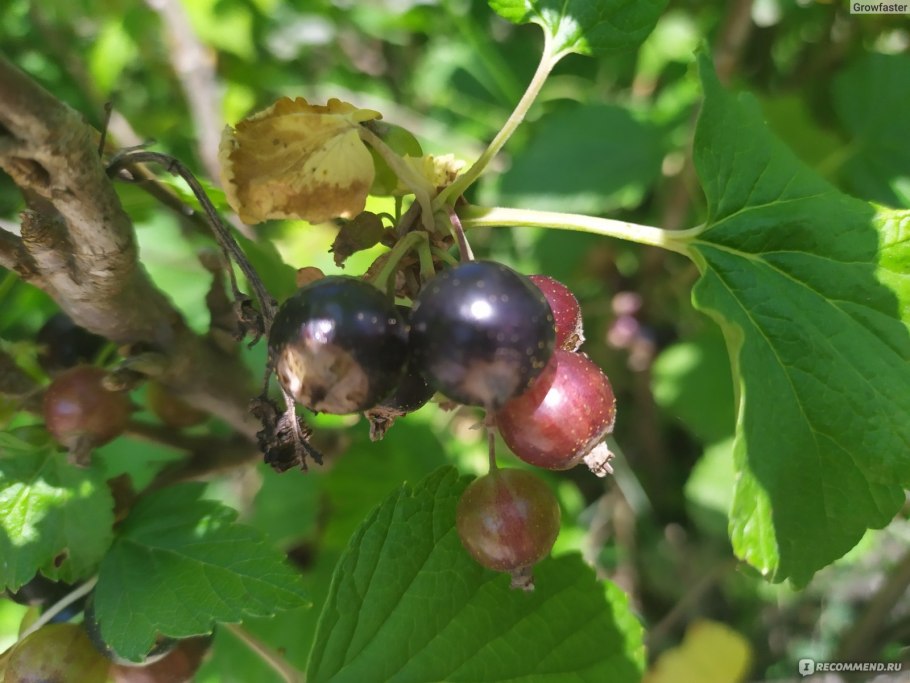 Смородина Селеченская
