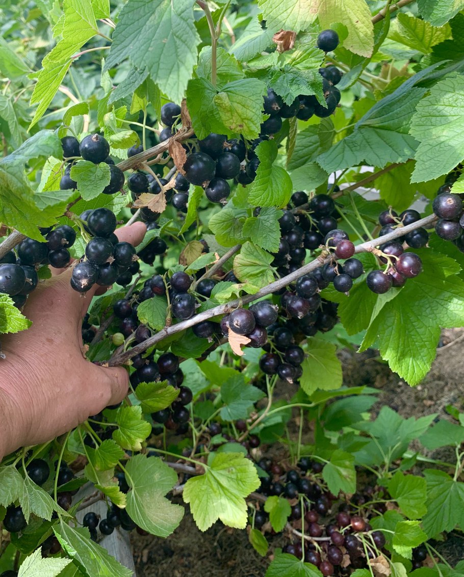 Портрет Лопухиной Лермонтова