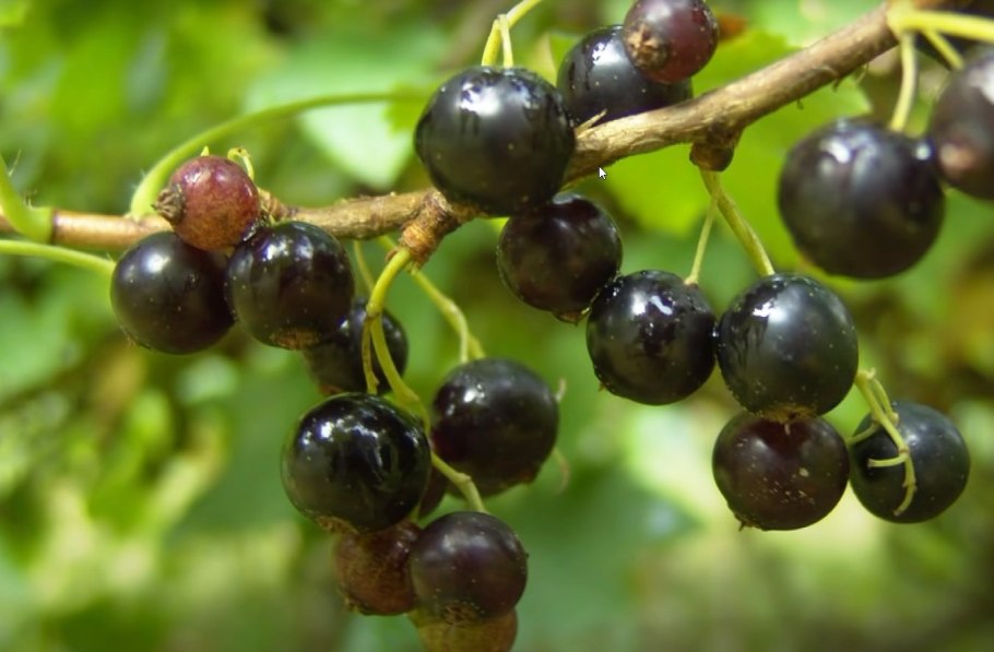 Значение смородины в природе