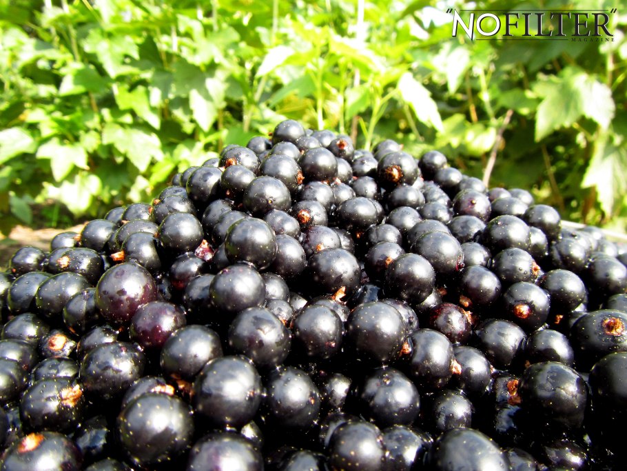 Смородина ощетиненная