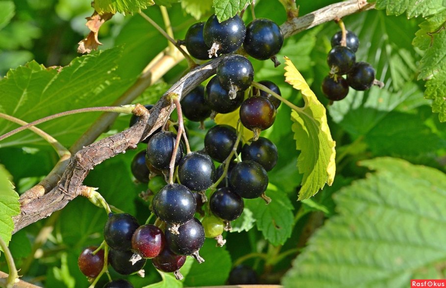 Смородина Вердавия