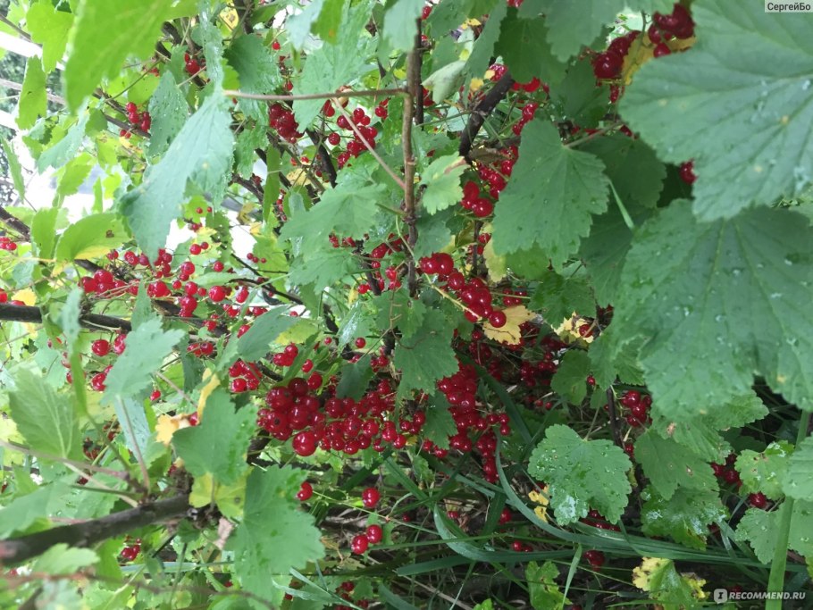 Ветка чёрной смородины детская рука