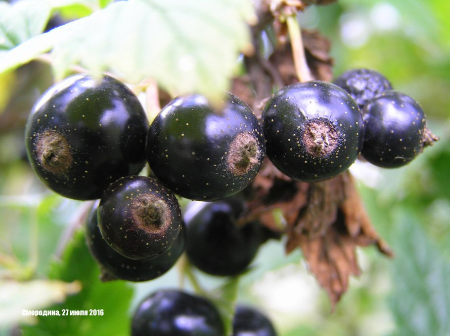 Смородина ощетиненная