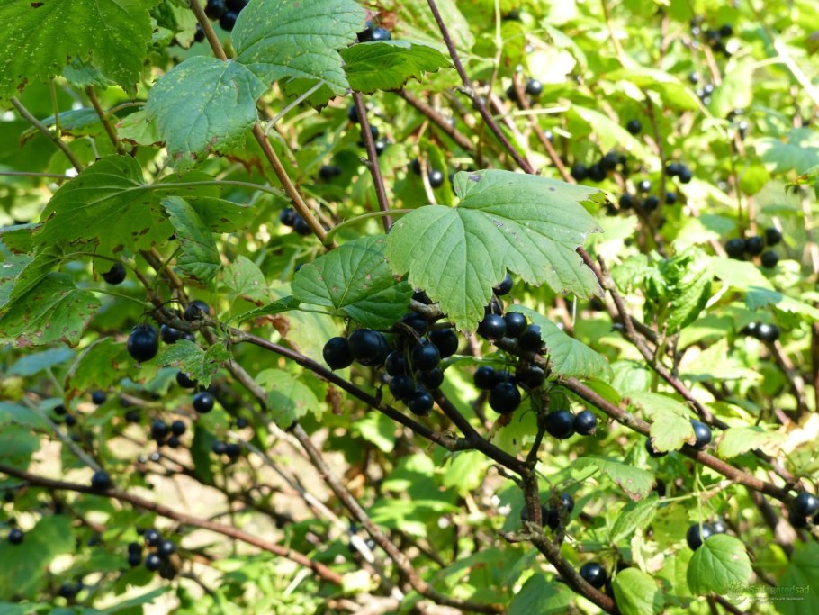 Черная смородина зреет