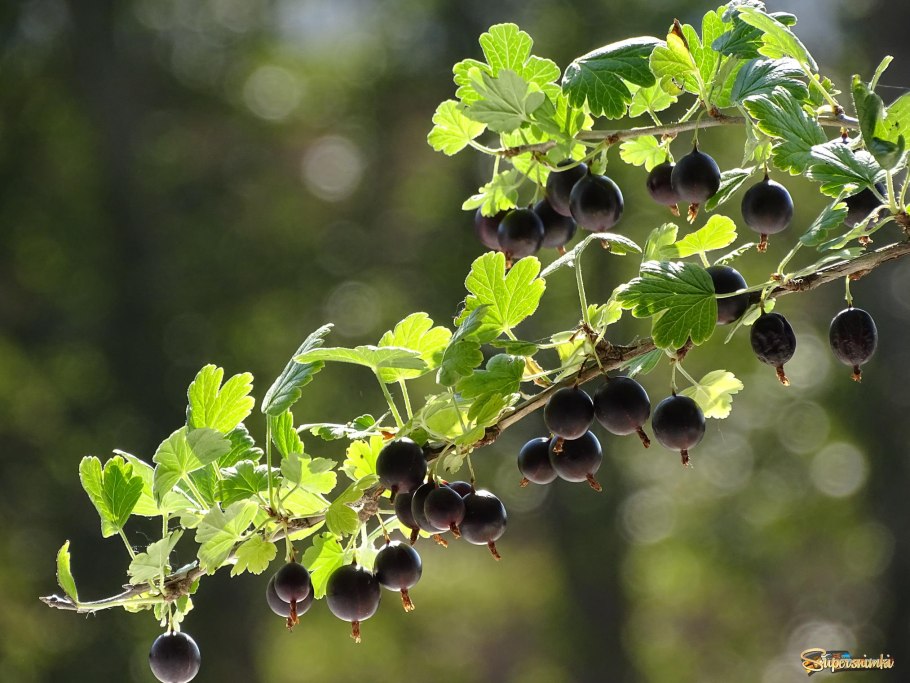 Смородина добрый Джин