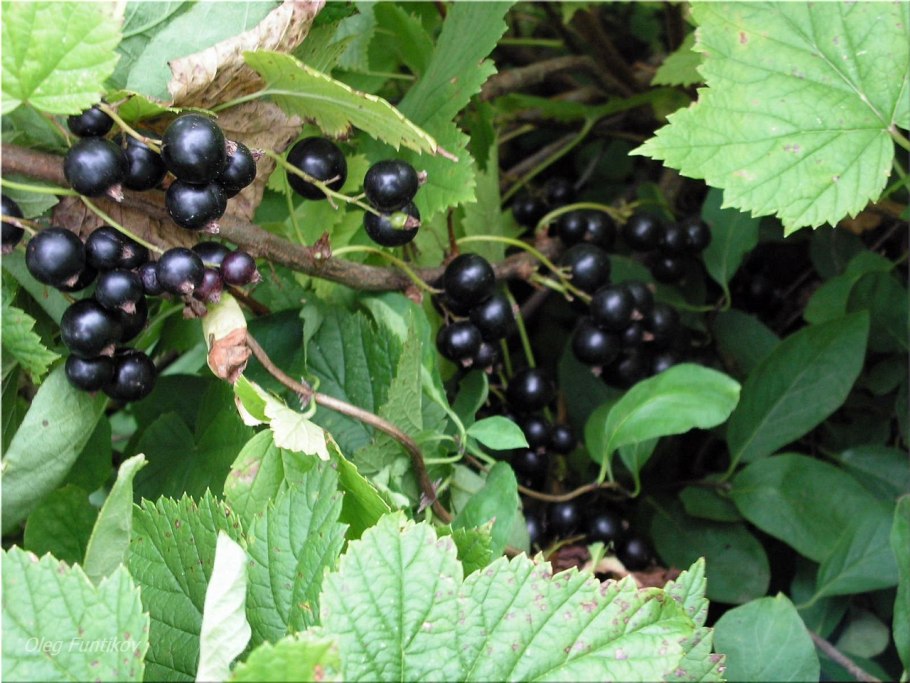 Смородина черная – ribes nigrum