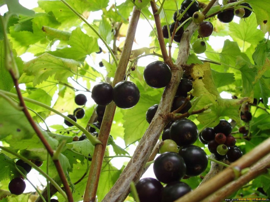 Черная смородина налив Уральский