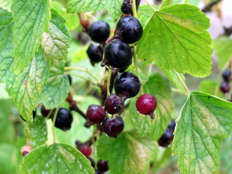 Йошта красная