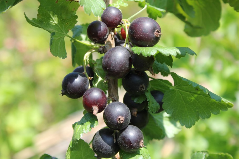 Черная смородина капелькой