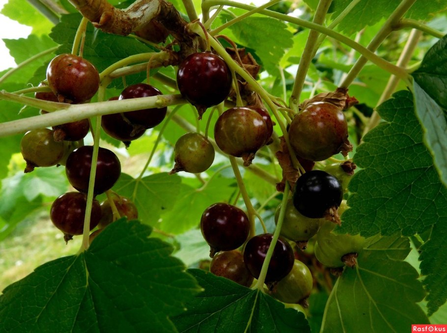 Смородина зеленоплодная