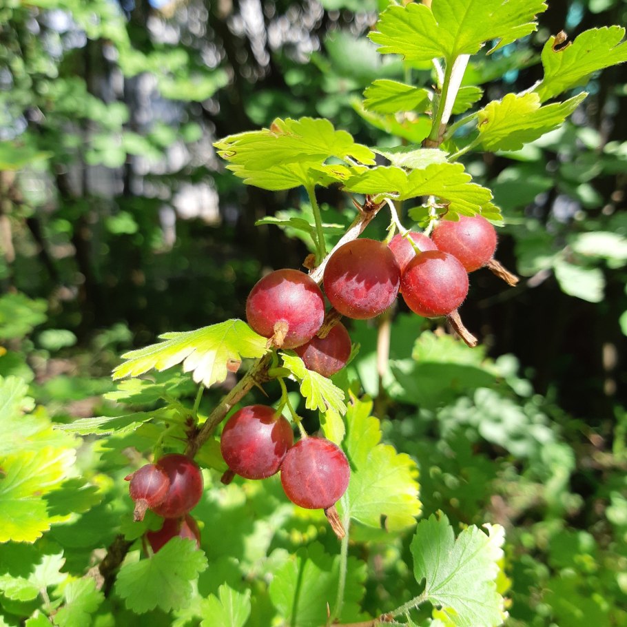 Смородина черная Клуссоновская