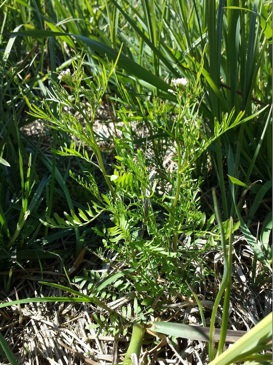 Cardamine parviflora