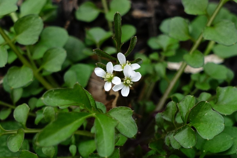 Cardamine flexuosa with.